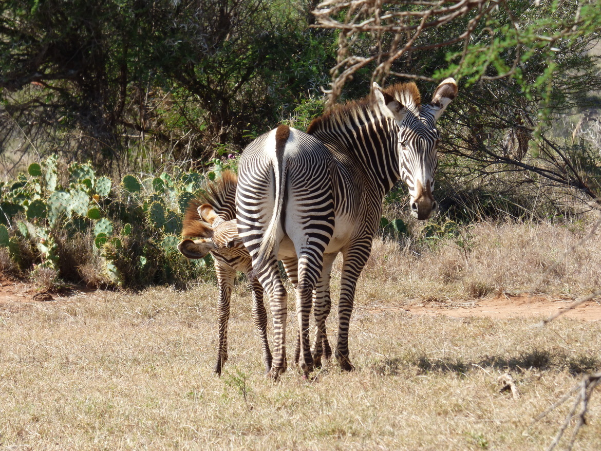 Grevy's Zebra, Loisaba Conservancy, Kenya