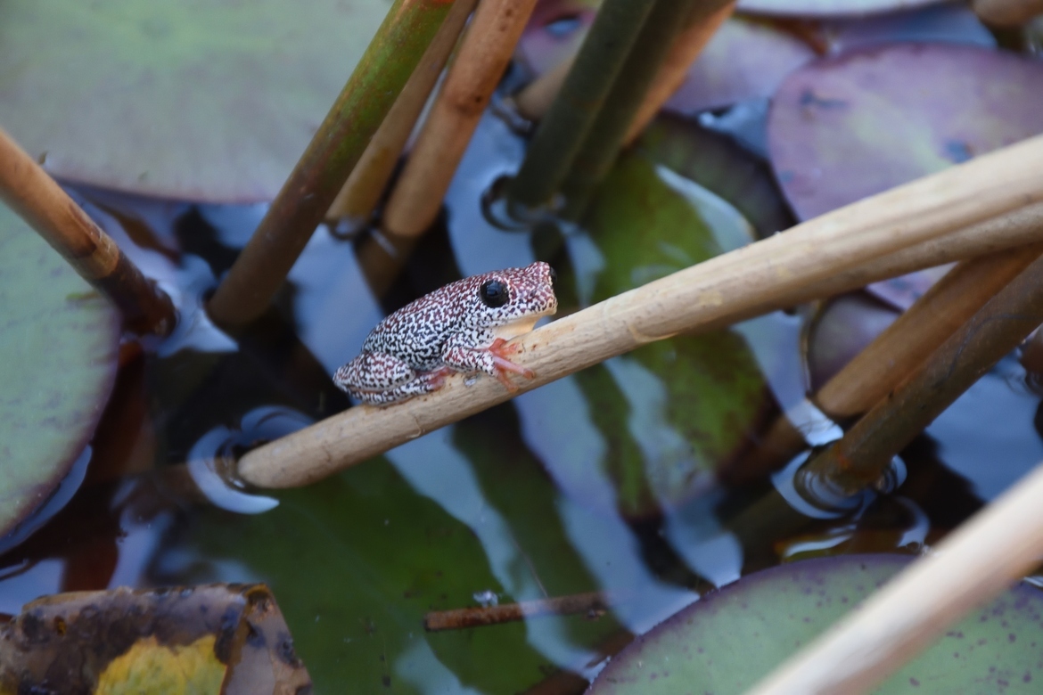 Angolan Reed frog, Pelo Camp, Botswana