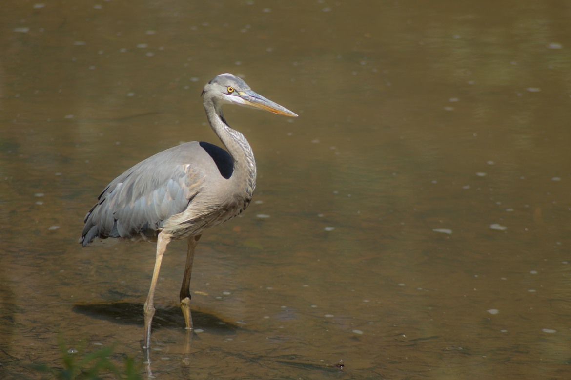 Blue Heron, Cooper Creek Park, United States of America
