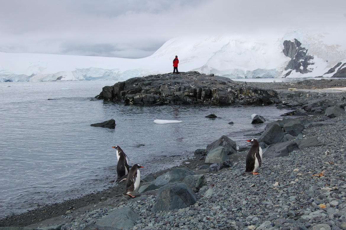 Gentoo penguins, Near Lemiere Channel , Antarctica
