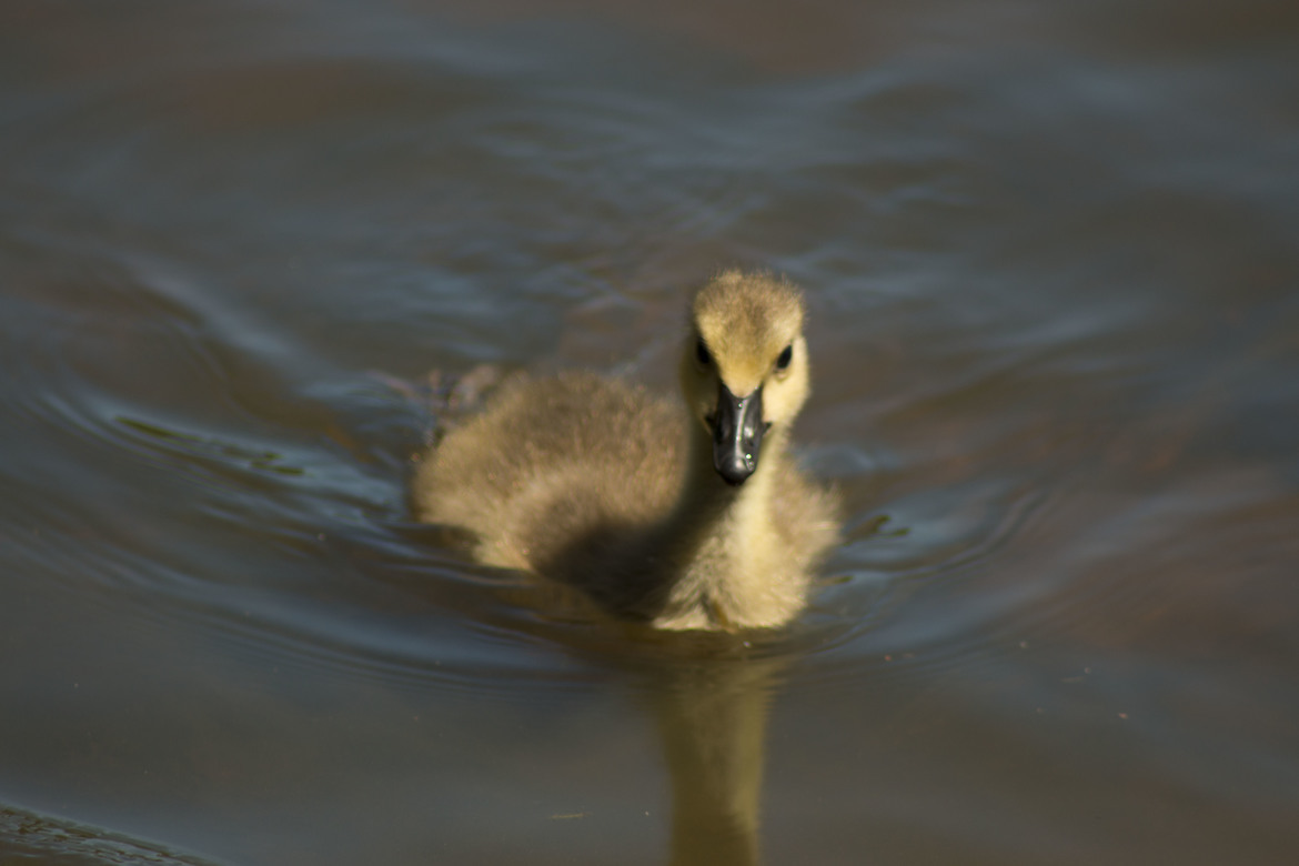 Canadian Goose, Cooper Creek Park, United States of America