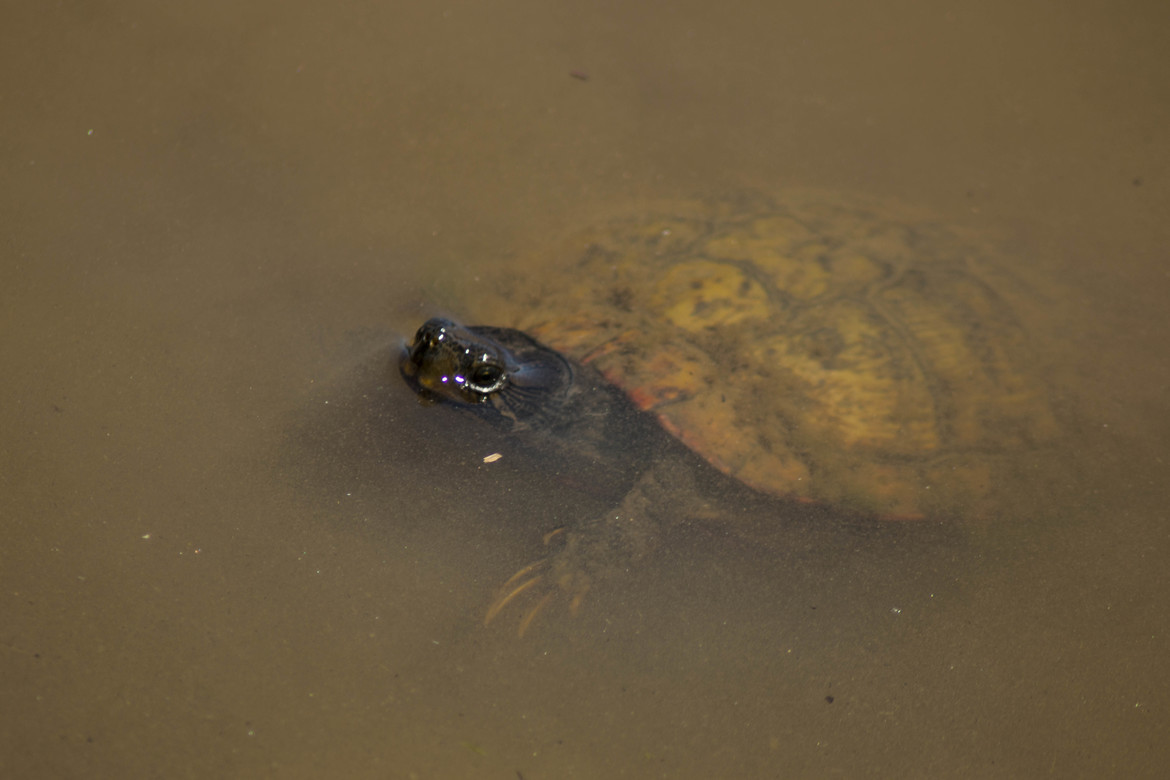Water Turtle, Cooper Creek Park, United States of America