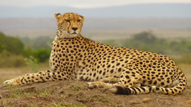 Grid p1070700cropedit cheetah