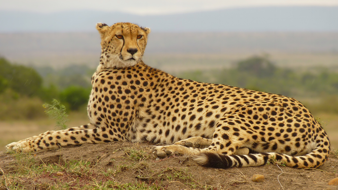 Cheetah, Maasai Mara, Kenya