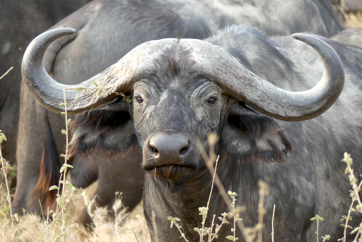 African Buffalo, Serengeti National Park, Tanzania, Tanzania, United Republic of