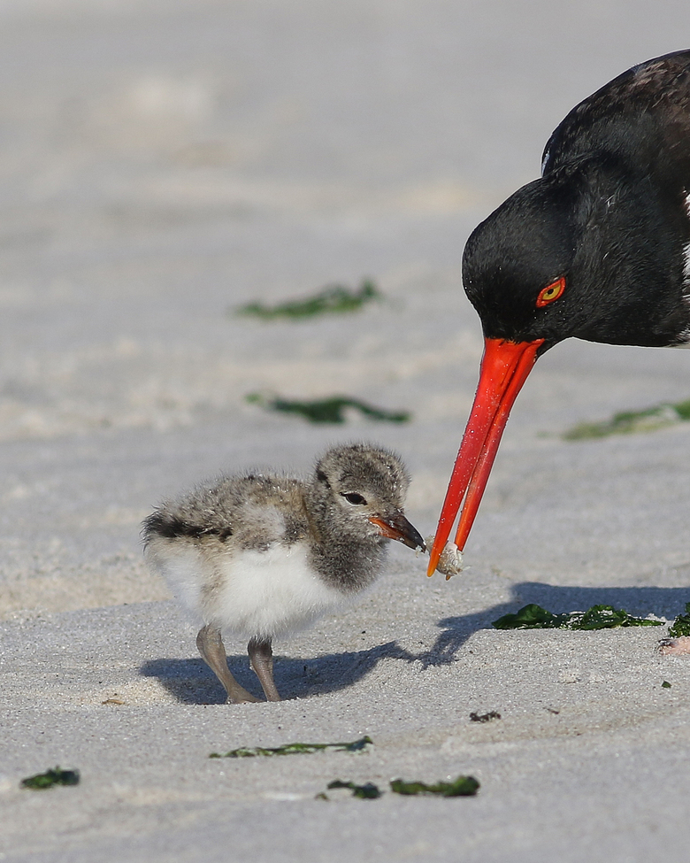 American Oystercatcher, Nickerson Beach, Nassau County, NY, United States of America