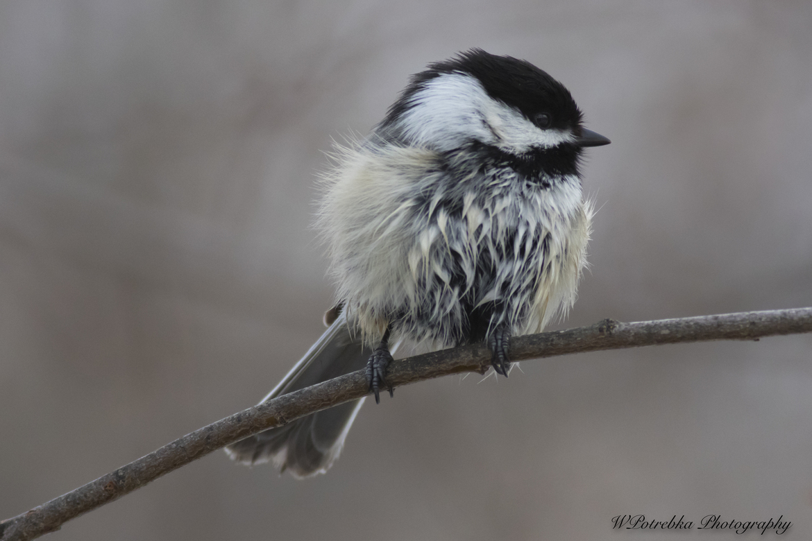 Black Capped Chickadee, Fort Whyte Alive, Canada
