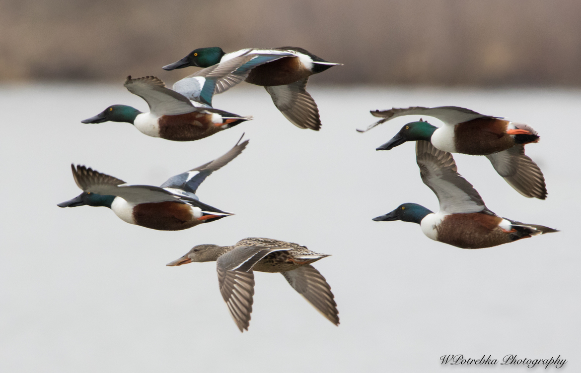 Northern Shoveler Duck, Fort Whyte Alive, Canada