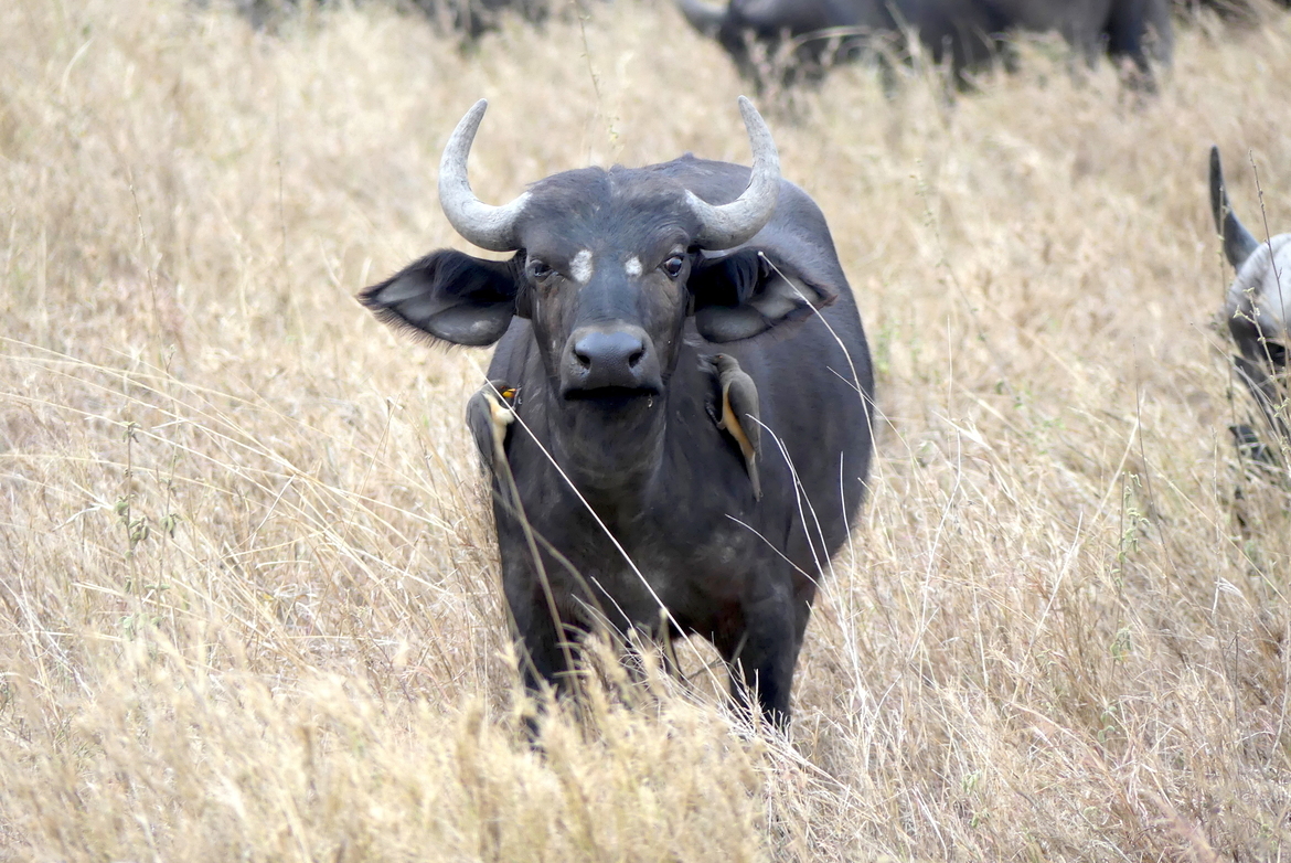 African Buffalo and Oxpeckers, Serengeti National Park, Tanzania, United Republic of