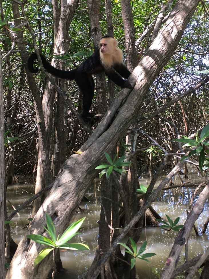 White faced monkey, Near Manuel Antonio, Costa Rica