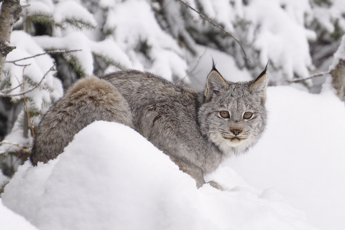 lynx, Borinot rd rufus lake, Canada
