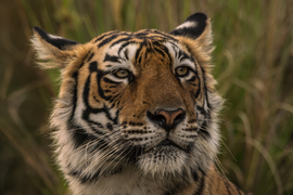 Grid regal female bengal tiger