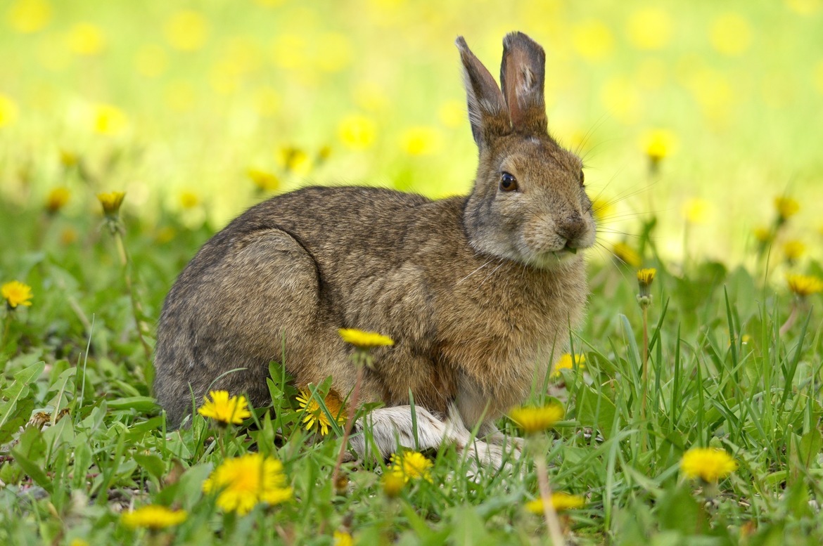 hare, rufus lake, Canada