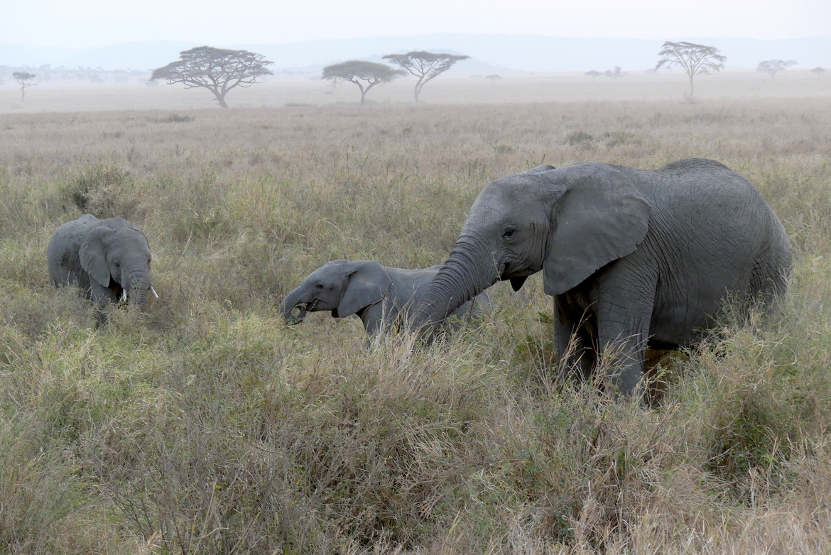 African Elephant, Serengeti National Park, Tanzania, United Republic of
