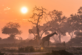 Grid giraffe at sunset