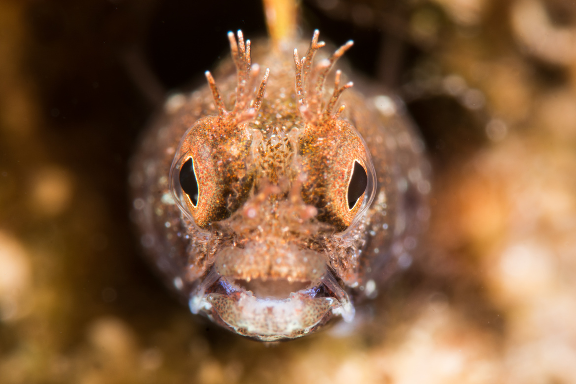 Roughhead blenny, El Prada Park, Lauderdale by the Sea, Florida, United States of America