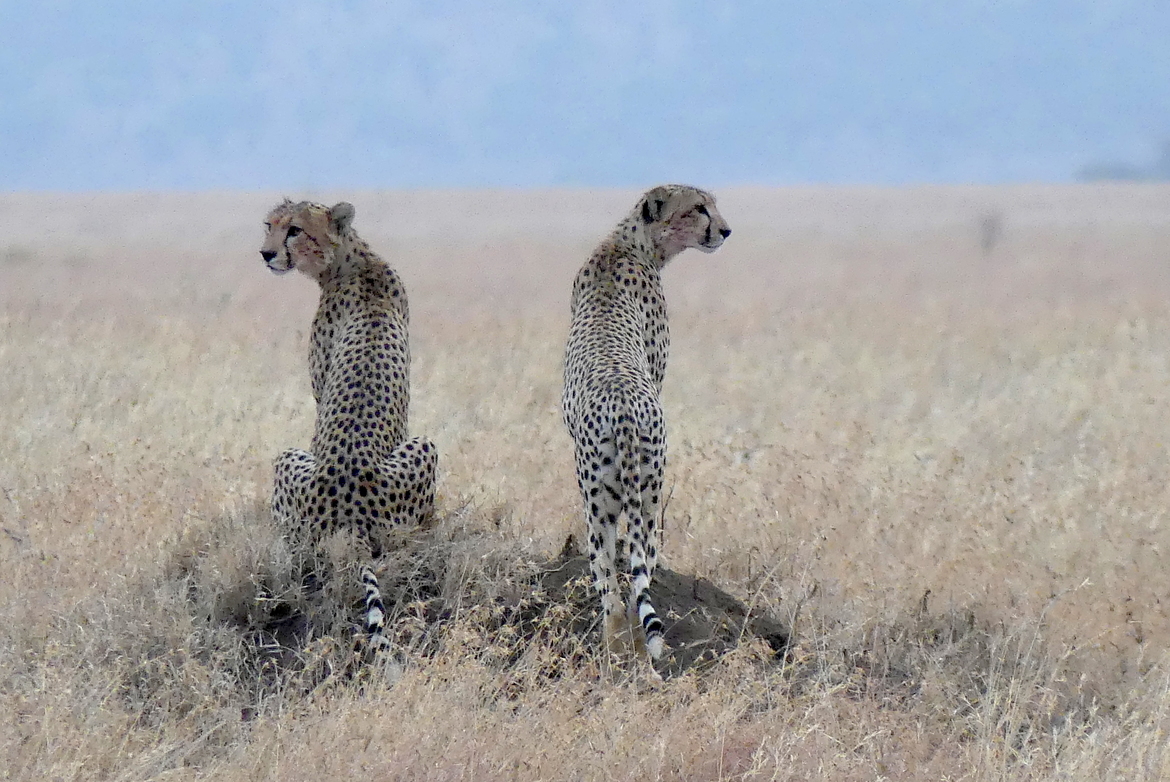 Cheetah, Serengeti National Park, Tanzania, United Republic of