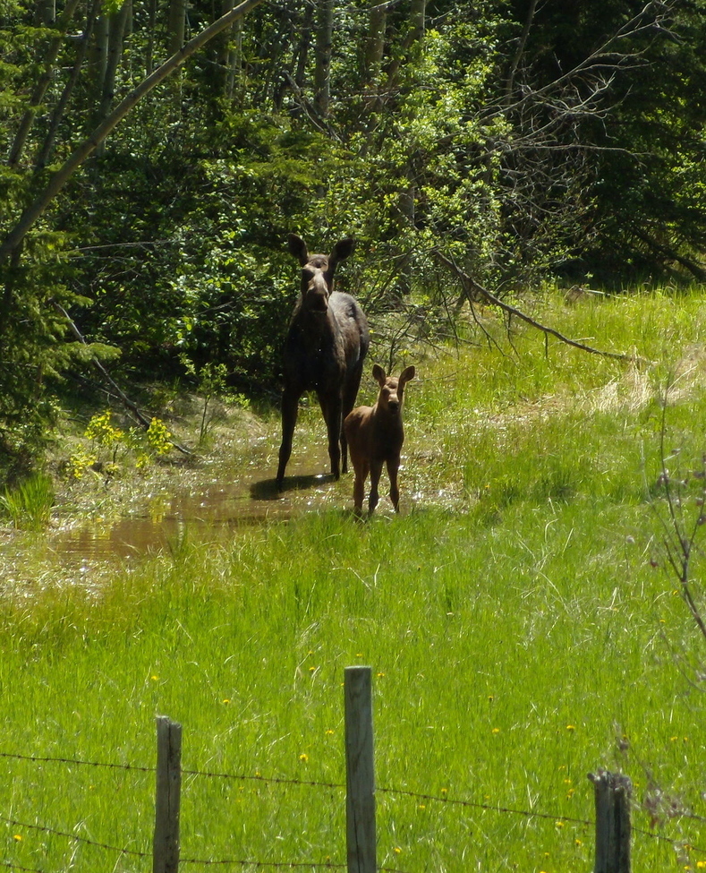 Moose, Bear Berry Road Alberta Canada, Canada