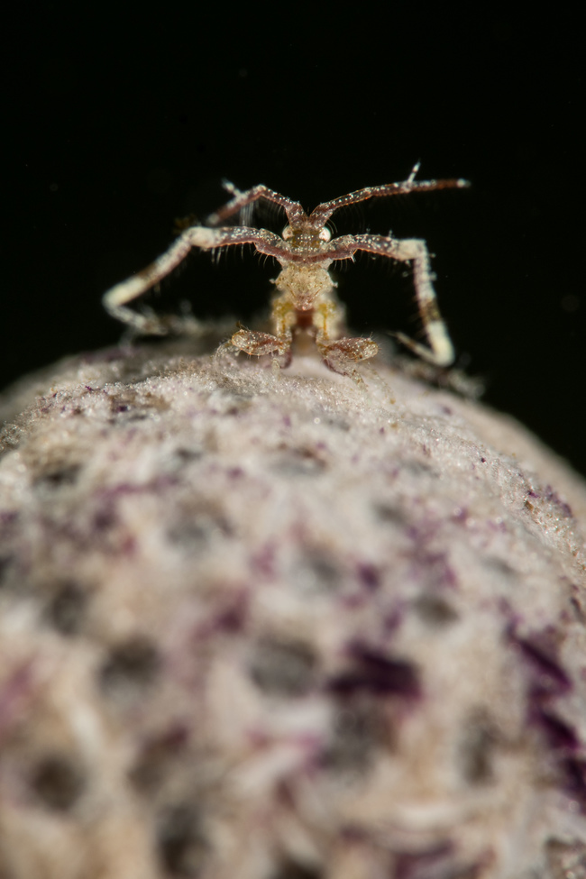 Skeleton Shrimp, El Prada Park, Lauderdale by the Sea, Florida, United States of America