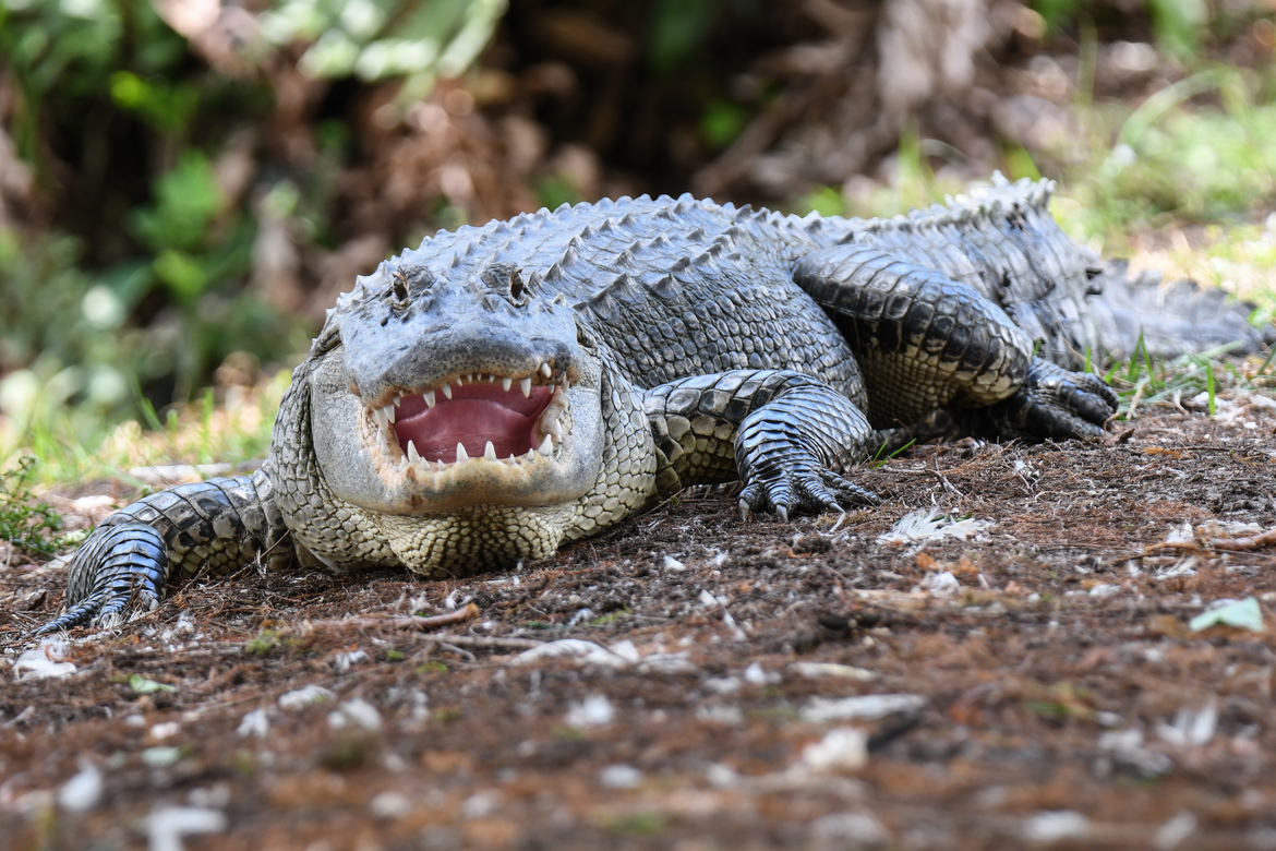 Alligator, Wakodahatchee Wetlands Preserve, Delray Beach, Florida, United States of America
