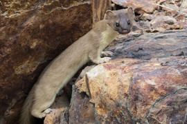 Grid weasel2
