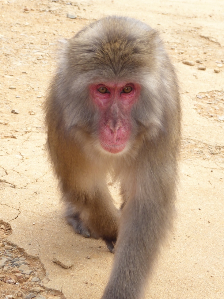 Monkey, Arashiyama Monkey Park, Japan