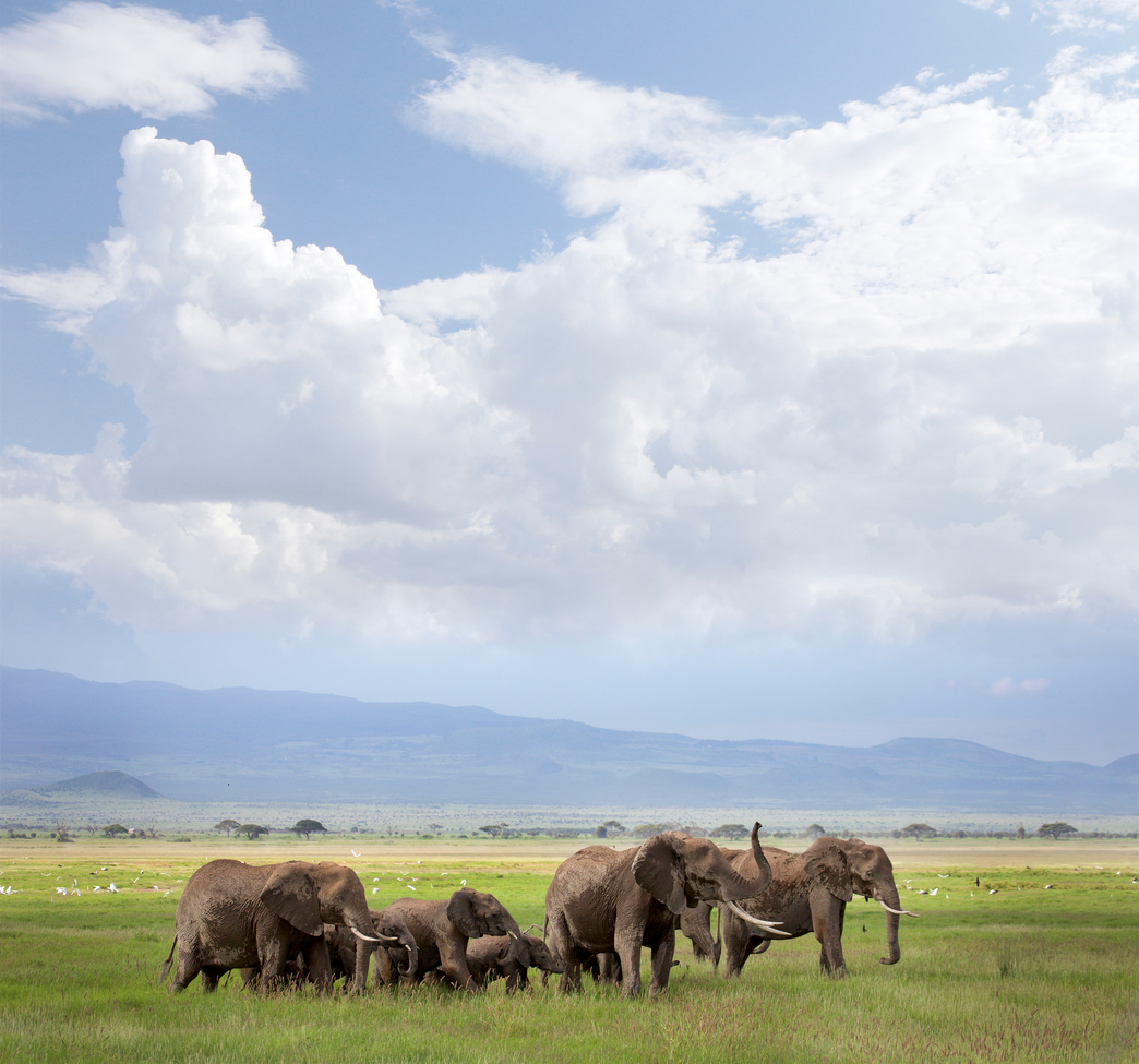 Elephant, Amboseli National Park, Kenya