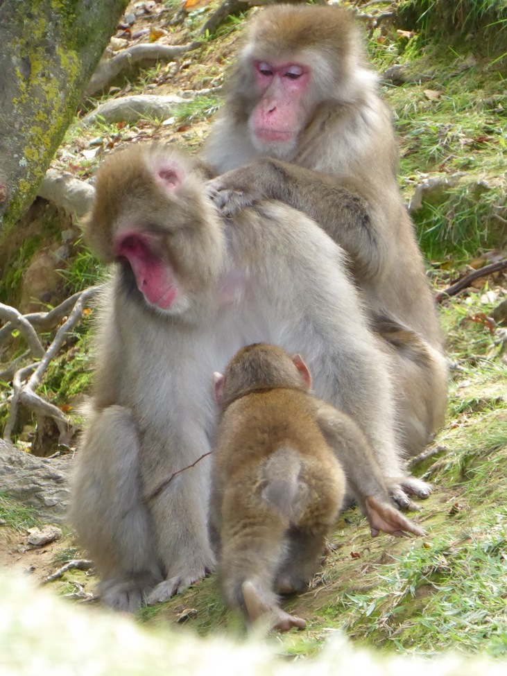 Monkey, Arashiyama Monkey Park, Japan