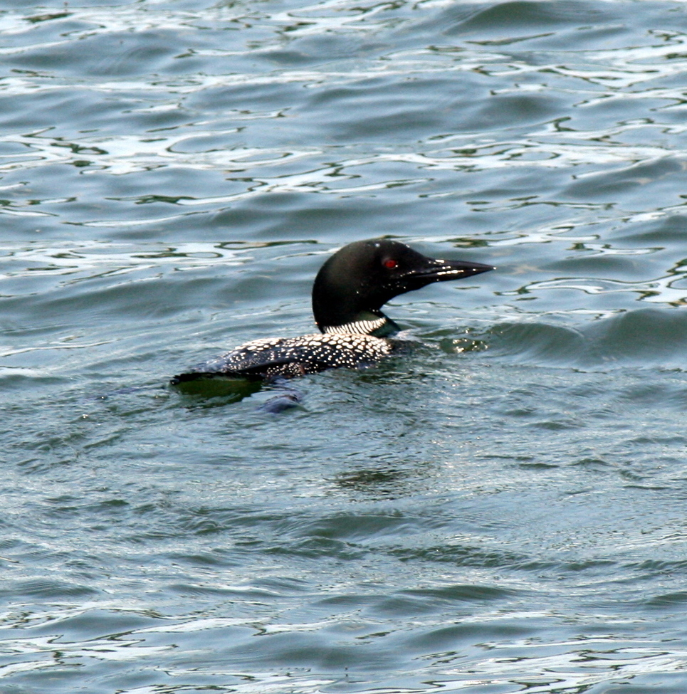 Common Loon, China Lake Maine, United States of America