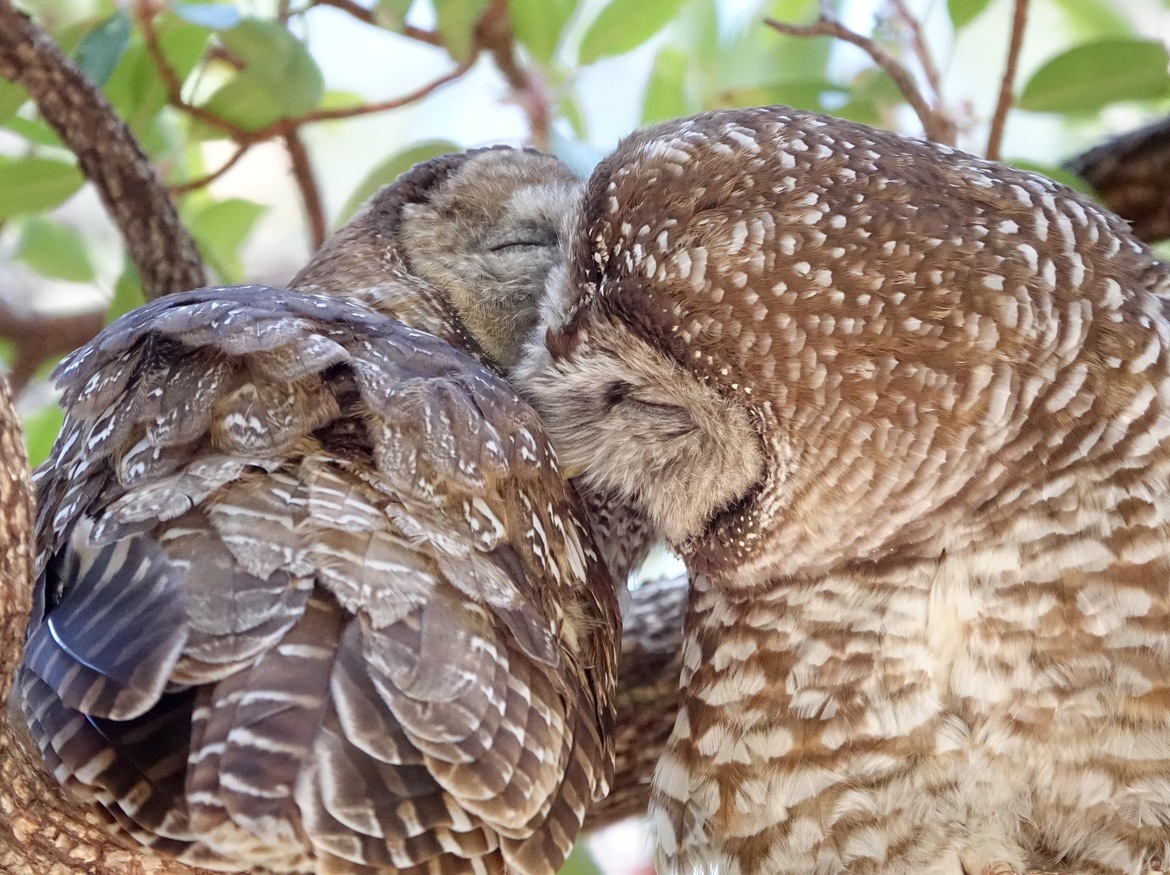 Spotted Owls, Southeast Arizona , United States of America