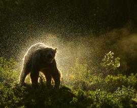 Grid shakingbear