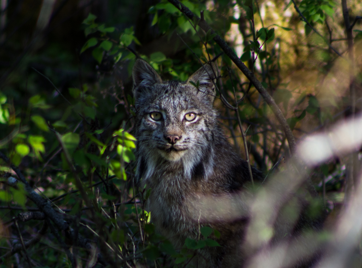 Lynx , Prince Albert National Park , Canada