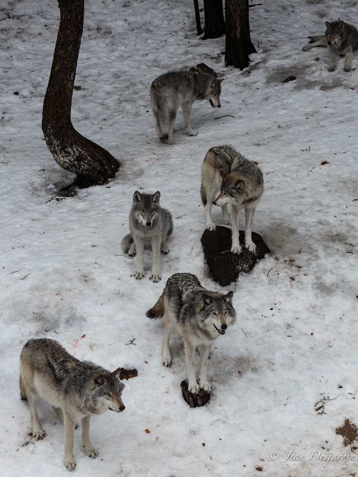 Wolf, Parc Omega, Canada