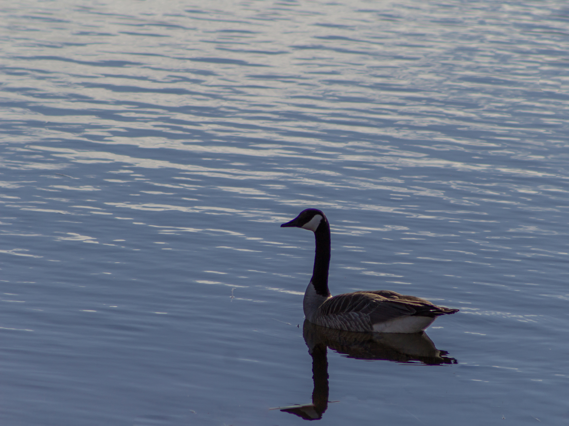 Canada Goose , Prince Albert National Park, Canada