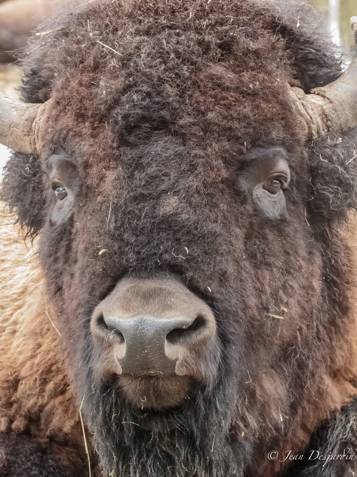 Bison, Parc Omega, Canada