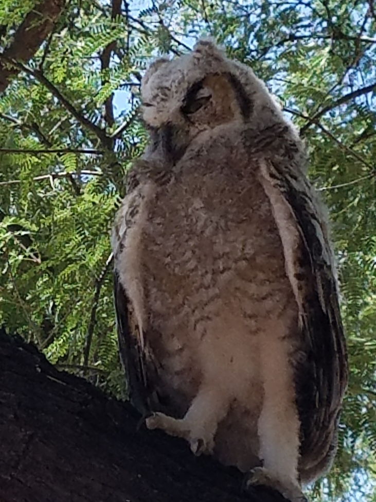 Great Horned Owl, Southwest Arizona , United States of America