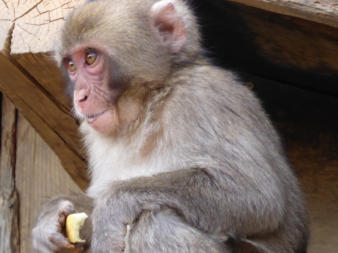 Monkey, Arashiyama Monkey Park, Japan