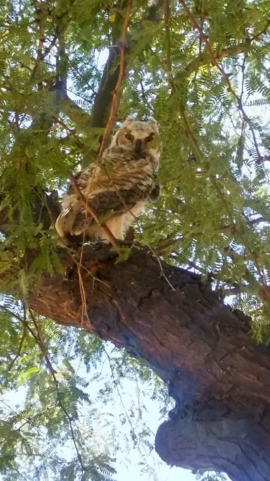 Great Horned Owl, Southwest Arizona , United States of America