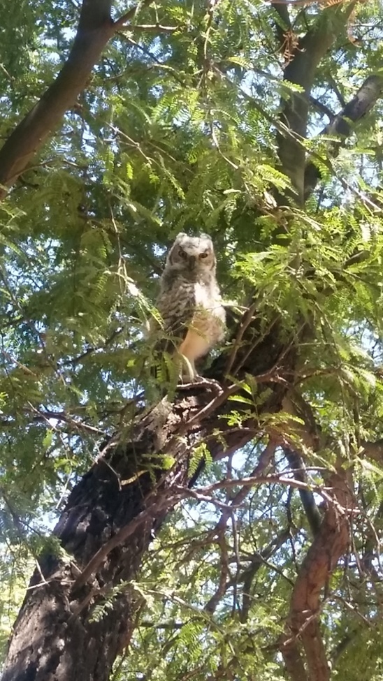 Great Horned Owl, Southwest Arizona , United States of America