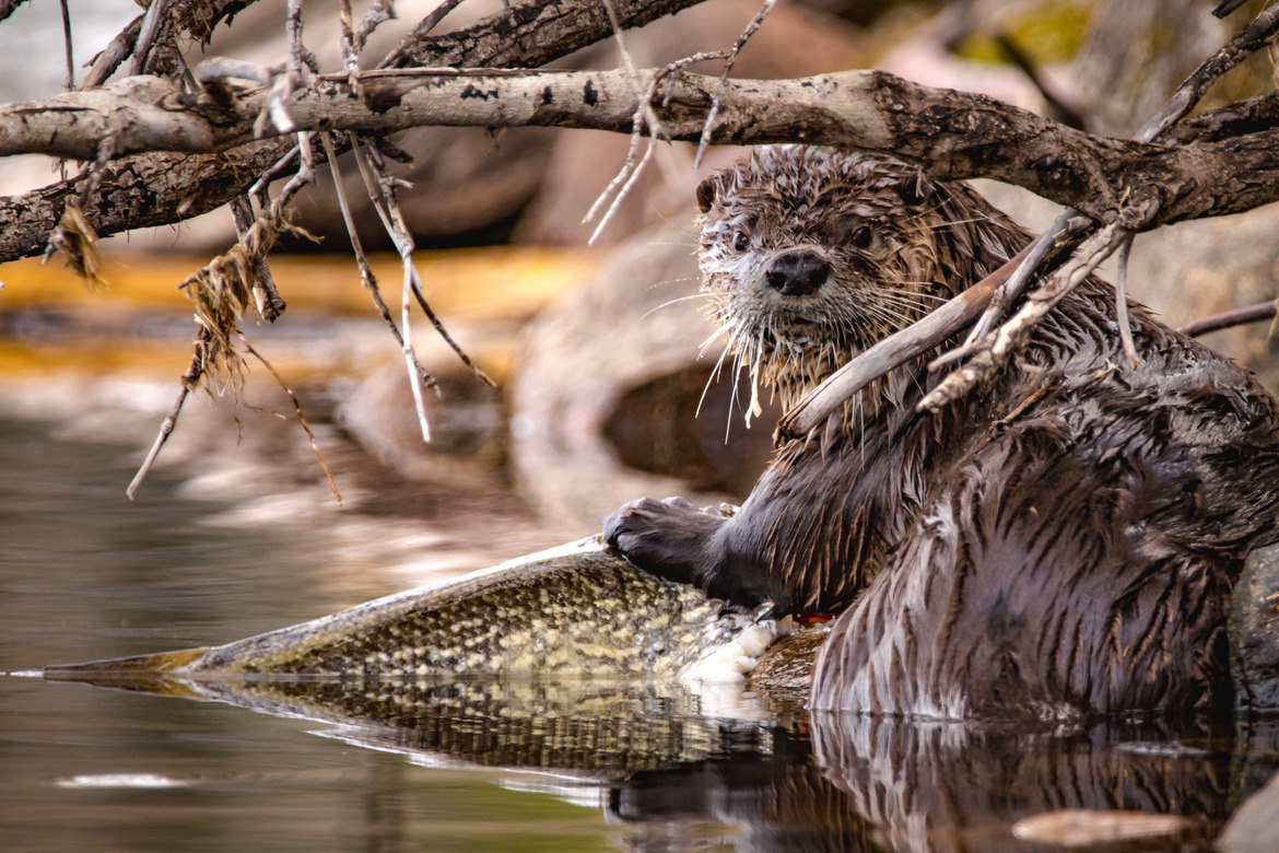 North American river otter (Lontra canadensis), Prince Albert National Park, Canada