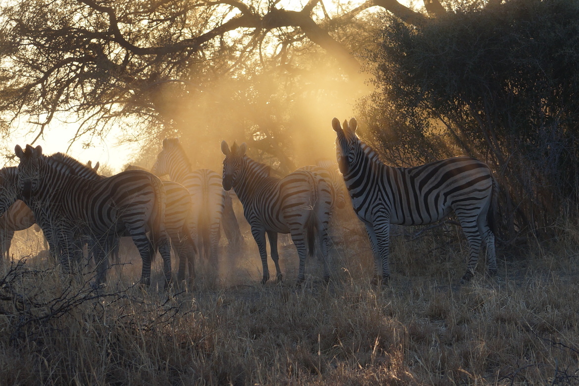 Zebra, Santawani Private Concession, Botswana