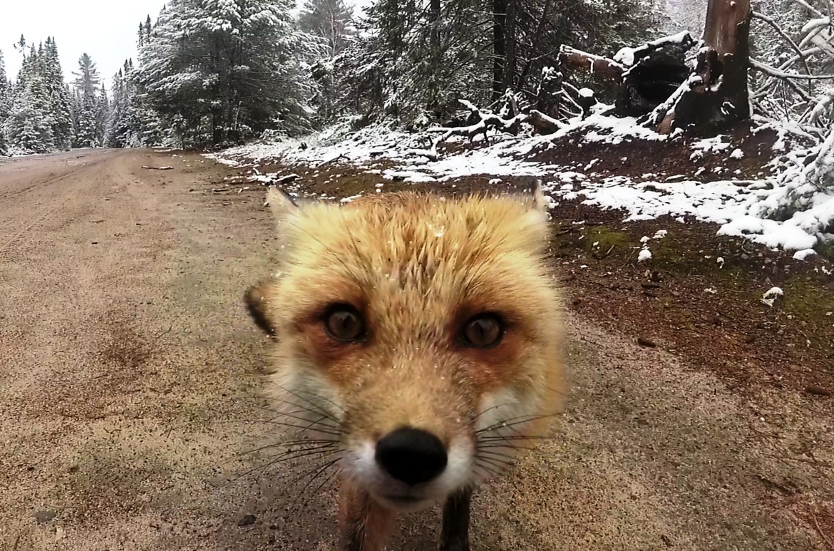 Red Fox, Algonquin Provincial Park, Canada