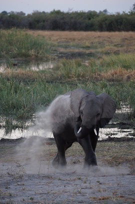 Grid secluded botswana safari 2016 205