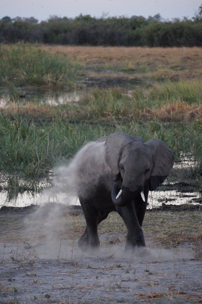Elephant, Linyanti Private Reserve, Botswana