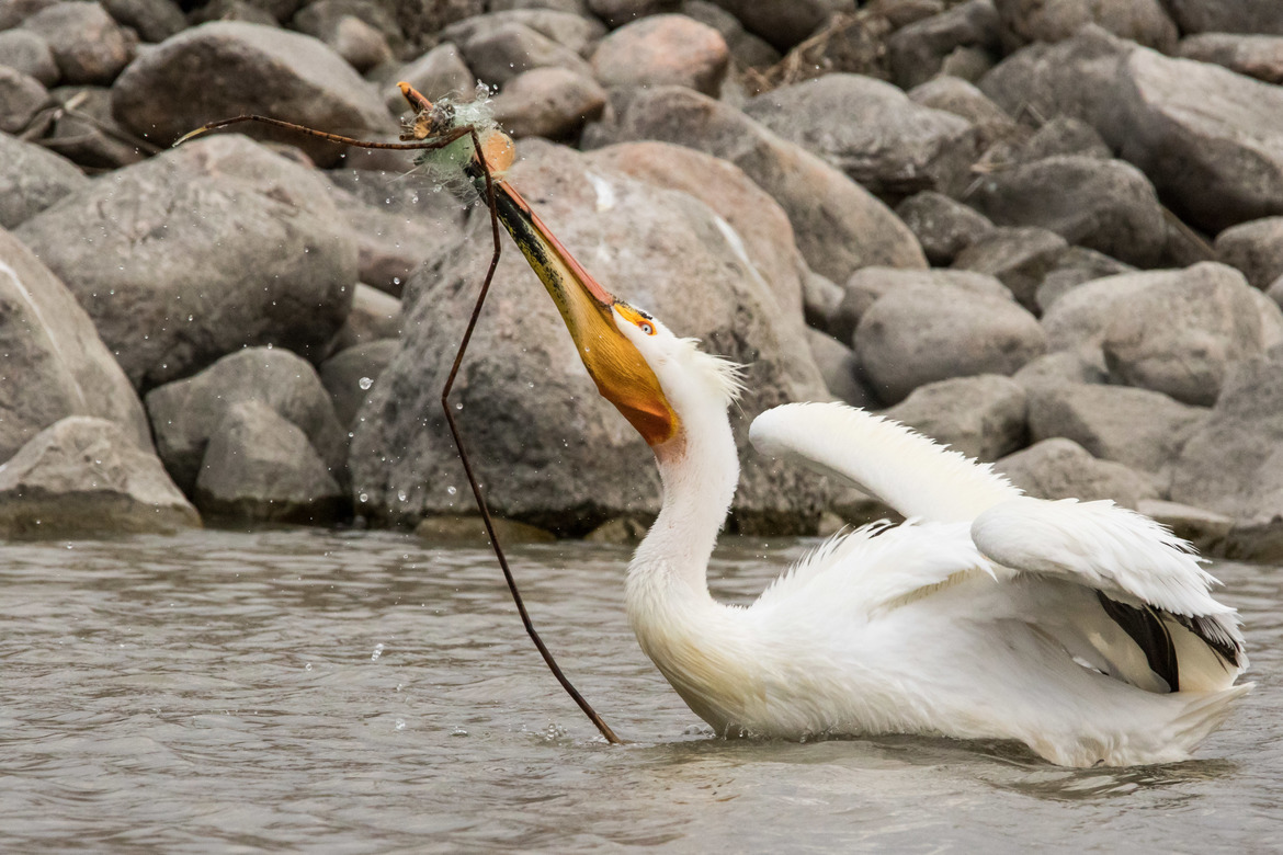 american white pelican, Last Mountain Lake National Wildlife Area, Saskatchewan, Canada