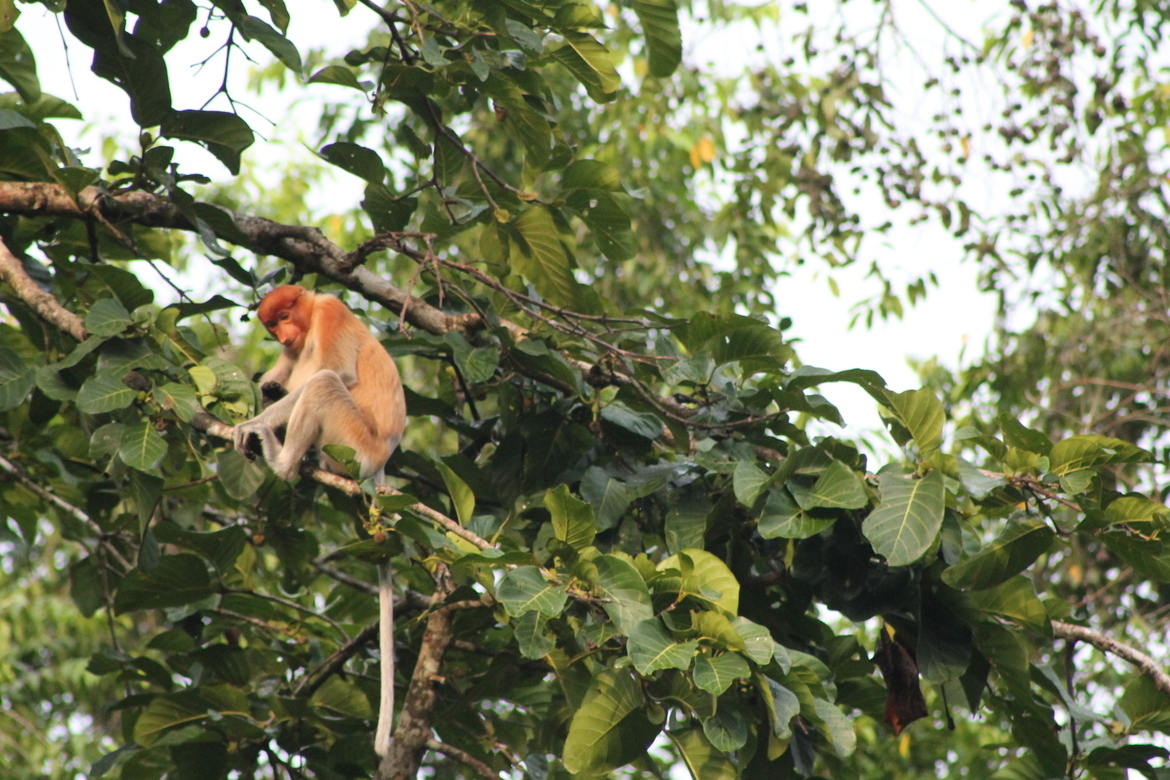 Proboscis monkey,  Kinabatangan River, Sabah, Borneo, Malaysia
