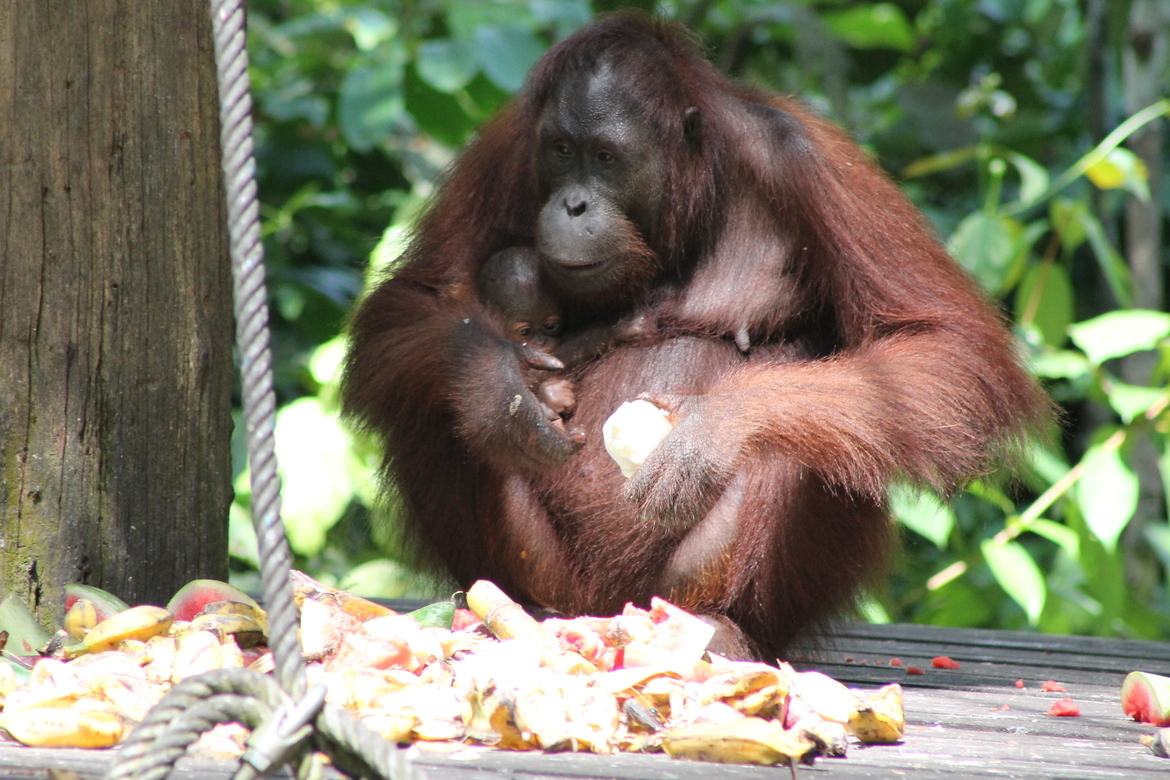 Orangutan, Sabah, Borneo, Malaysia