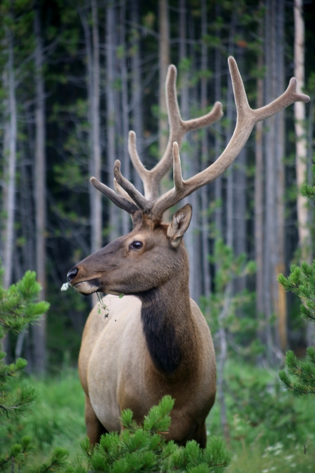 Elk, Yellowstone National Park, United States of America