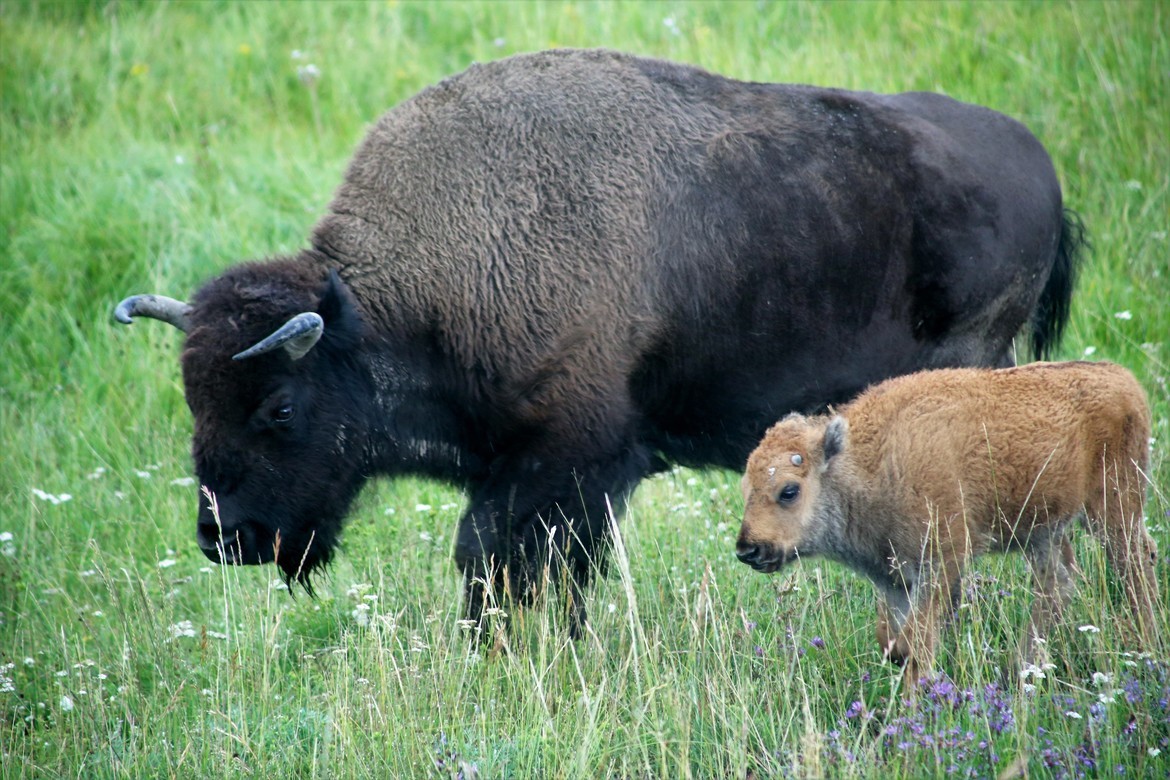 Bison, Yellowstone National Park, United States of America