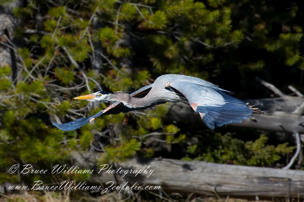 Blue Heron, Yellowstone, United States of America